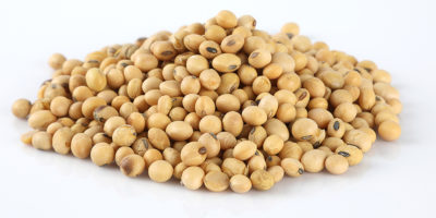 Soybean-iconova-animal feed supplier-raw material-producer-broker